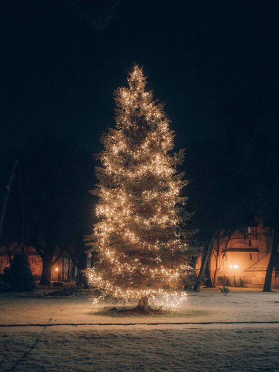 Idą święta. Jak wydłużyć trwałość choinki? 1