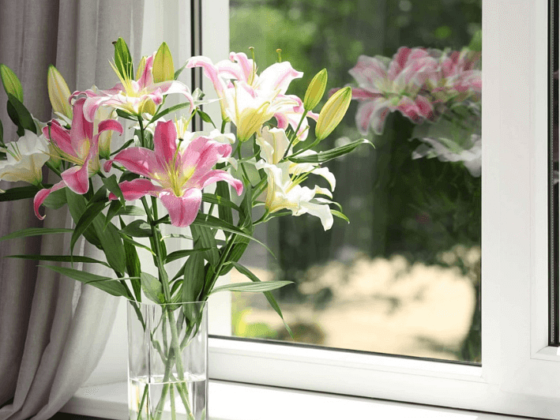 okno pcv z kwiatami na parapecie