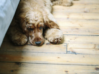 Jak dbać o drewniane podłogi