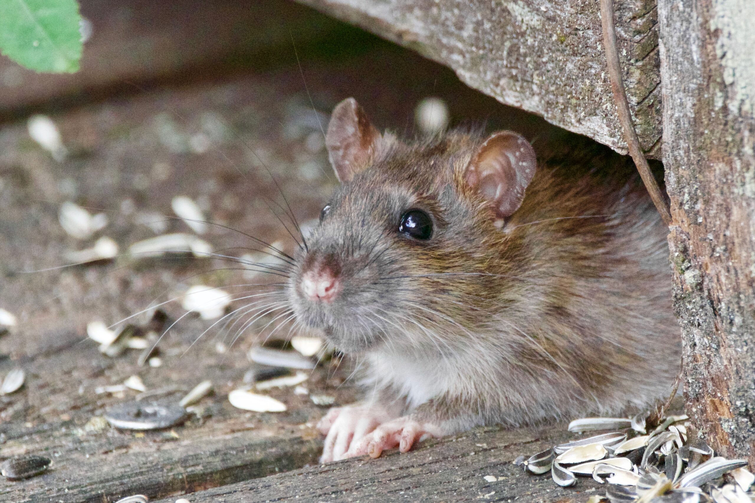 Deratyzacja szczurów - co powinien wiedzieć właściciel nieruchomości? 2