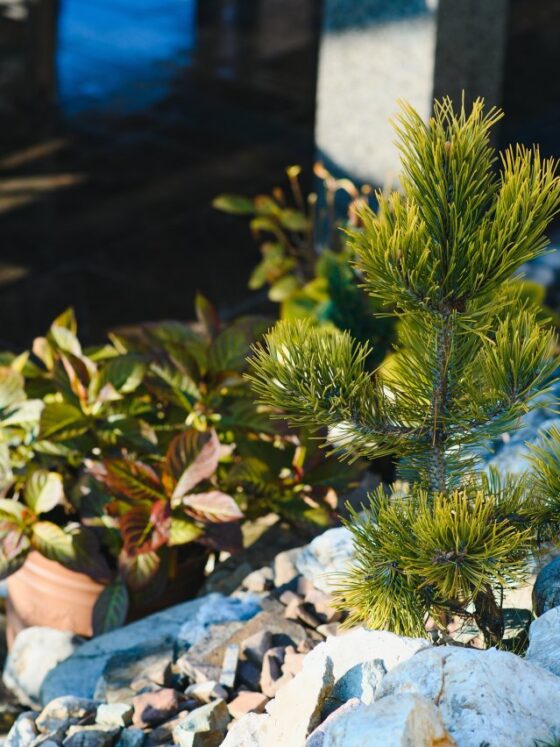 Mało wymagające rośliny w ogrodzie: Twój przewodnik po samowystarczalnej zieleni 11